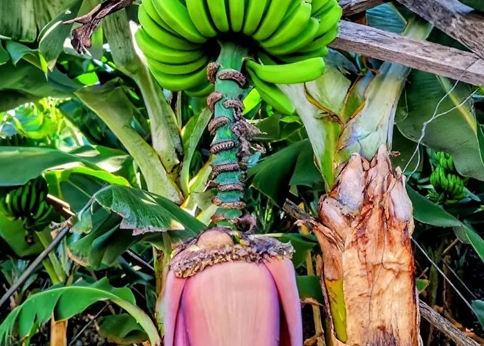 公寓 Banana Lovers - Farm View *