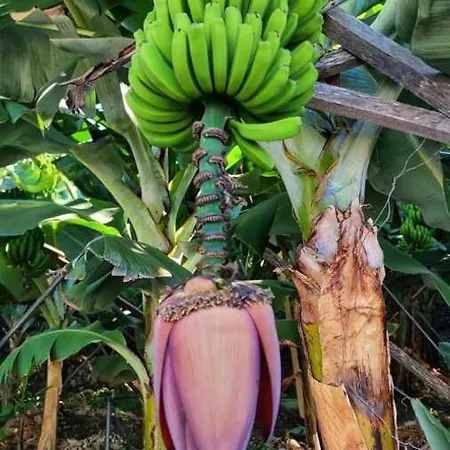 Banana-lovers *