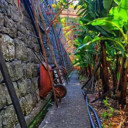 Banana-lovers Apartment Ribeira Brava
