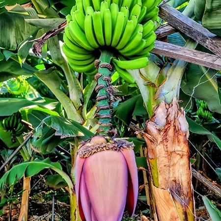 Апартаменты Banana Lovers - Farm View *